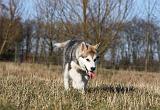 ALASKAN MALAMUTE 814